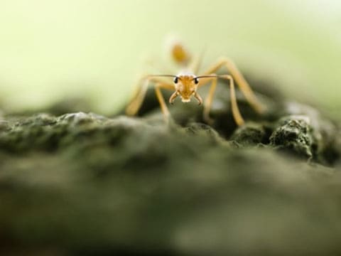 Až po vás, ne, až po vás. Mravenci nás dokážou naučit, jak nejlépe uklidnit davovou psychózu.