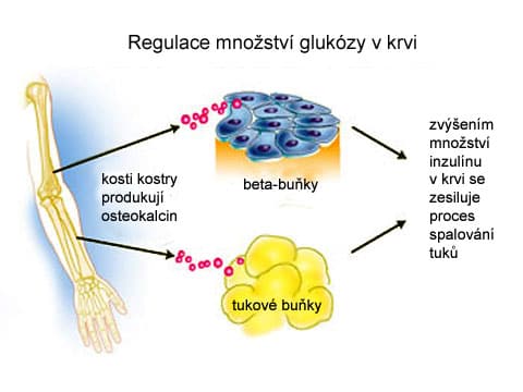 Regulace výměny cukru v organismu kostní tkání