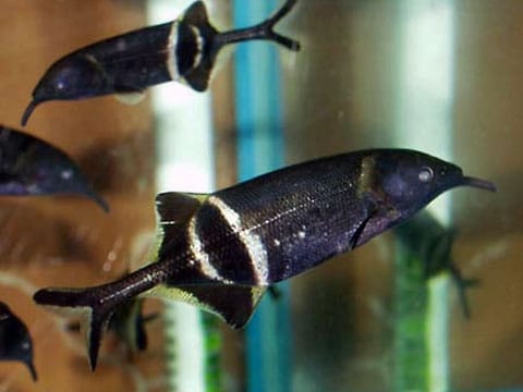 Vlastí sloní ryby (Gnathonemus petersia) jsou řeky Konga a Kamerunu