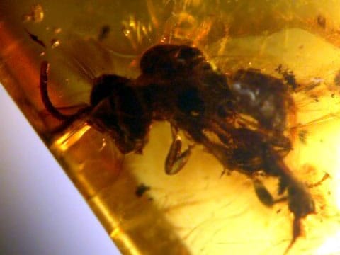 Na tomto mikroskopickém snímku je pollinarium, přichycené na zádech včely - droboulinká část kvítku orchideje, která se skládá ze spojených zrnek pylu lepících se na opylující hmyz. Teto kousek jantaru je starý 15-20 miliónů let. 