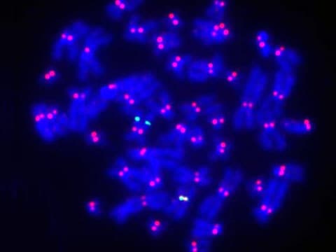 Uvnitř buněčného jádra je veškerá genetická informace soustředěna do molekul DNA, 