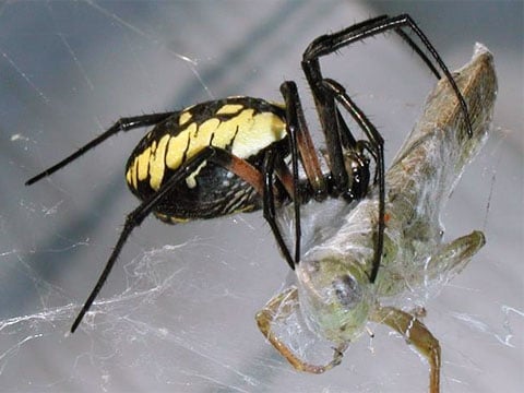 Jeden z  Argiope aemula, který sedí na své proslulé pavučině. Někteří představitelé tohoto druhu vytvářejí na svých sítích ozdoby ve tvaru kříže.