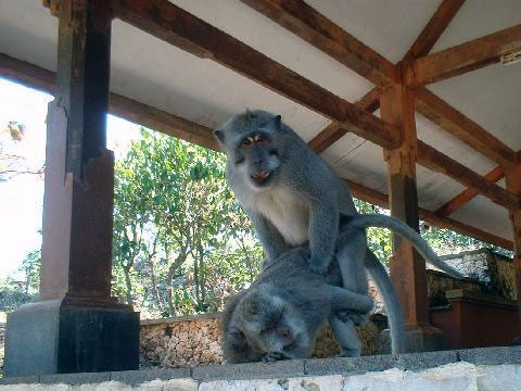Makak dlouhoocasý, Macaca fascicularis