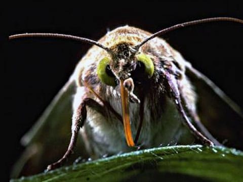 Helicoverpa zea
