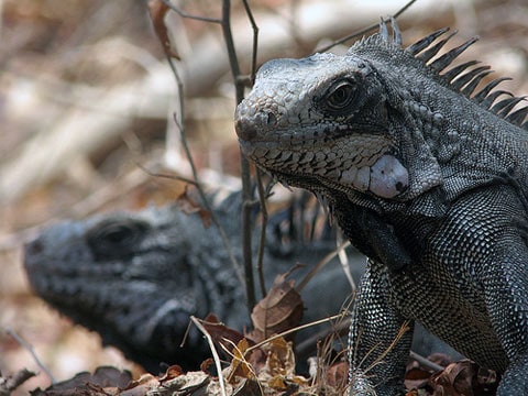 Leguán zelený (Iguana iguana) je nejznámějším druhem z čeledi leguánovitých. Obvykle je zelený nebo našedlý. Má robustní nohy, dlouhý ocas a podélný hřeben zubovitých šupin na hřbetě. Dospělí leguáni mají také masitý lalok pod hrdlem. U samců podstatně větší než u samic.