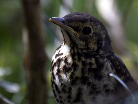 Drozd zpěvný (Turdus philomelos) - jeden z nejhojnějších ptáků našich lesů, parků a zahrad. Hnízdí obvykle dvakrát ročně v křoví a na stromech nevysoko nad zemí. Snáší 4-5 modrých vajec s černými tečkami do hnízda. Živí se červy a hmyzem, na podzim s oblibou požírá nejrůznější bobule. Jeho zpěv je mistrný přednes několika stále se opakujících strof. Přezimuje v jižní a jihozápadní Evropě.