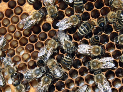 Včela medonosná (Apis mellifera L., 1758) patří mezi blanokřídlý hmyz a je to jeden z nejznámějších zástupců společenského hmyzu. Původně žila jen v Evropě, Asii a v Africe. Do Ameriky, Austrálie a Nového Zélandu byla přivezena až někdy v 17. století. Svá hnízda staví na chráněných místech přičemž jsou jednotlivé plástve (plásty) umístěny vedle sebe. Má nejvyšší hospodářské využití.
