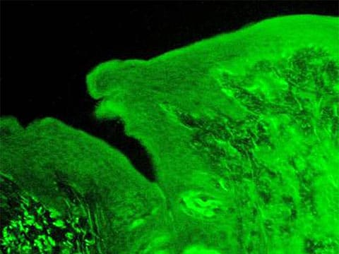 Část jazyka krysy, na kterém je zelenou barvou označen receptor, reagující na kalcium