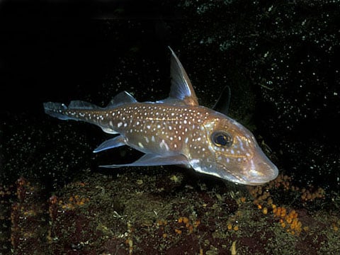 Nejznámější je chiméra hlavatá (Chimaera monstrosa), která obývá sever Atlantiku a Středozemní moře.