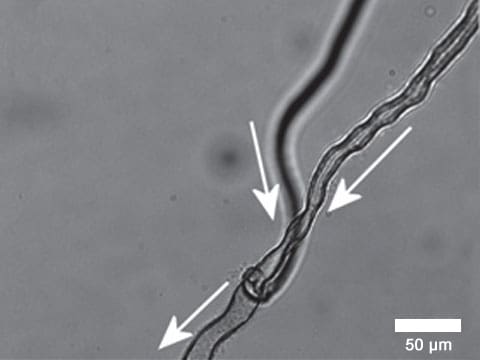 Během experimentů se vědcům podařilo vytvořit nejen trubičky složitého tvaru, ale také jejich rozvětvení (foto Nature Chemistry).