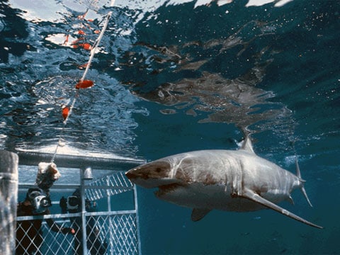 Žralok bílý (Carcharodon carcharias) je velký žralok čeledi Lamnidae vyskytující se v pobřežních vodách. Je považován za člověku nejnebezpečnějšího žraloka a jako takový byl dlouhodobě systematicky huben námořníky a rybáři.
