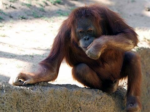 Jestliže třeba nepochopíte toto gesto, pak vám orangutan - když něco velmi potřebuje - jednoduše ukáže nějaké jiné 