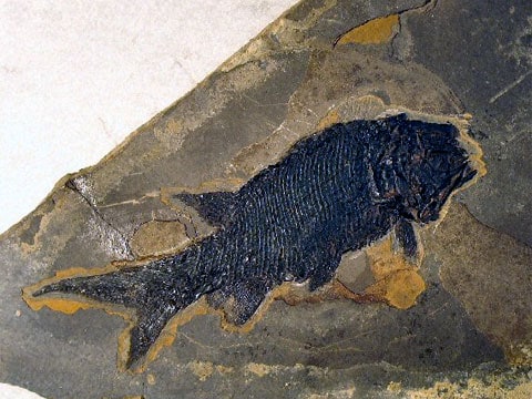 Paramblypterus gelberti - fosilie z minulosti