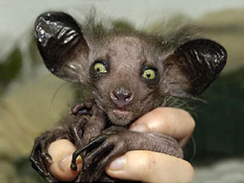 Aye-aye (Aye-aye)