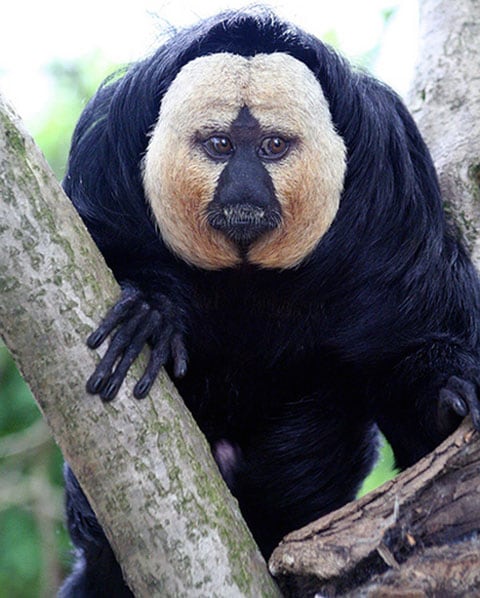 Opice Saki s bílou tváří (White-faced Saki Monkey)