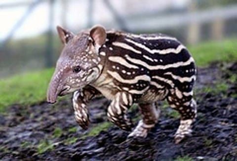 Tapír (Tapir)