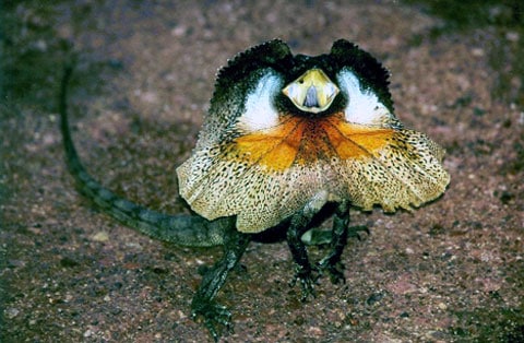 Ještěrka s krčním límcem (Frill-necked Lizard)