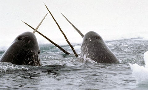 Narval (Narwhal)
