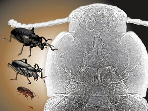 Na rozdíl od zvířat s páteří, hmyz dodává kyslík do tkáně přímo pomocí sítě slepých tracheálních trubic a nepotřebuje k tomu krev, jako např. člověk.