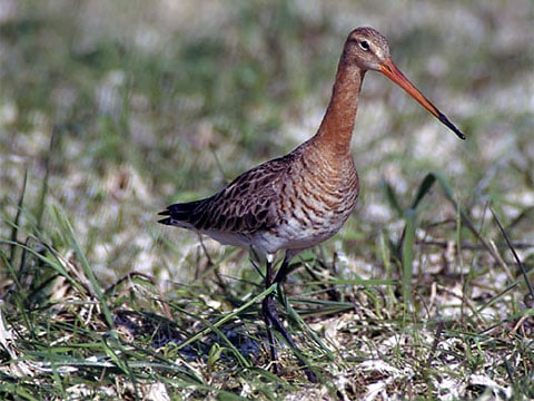 břehouš rudý (black-tailed Godwit, Limosa limosa)