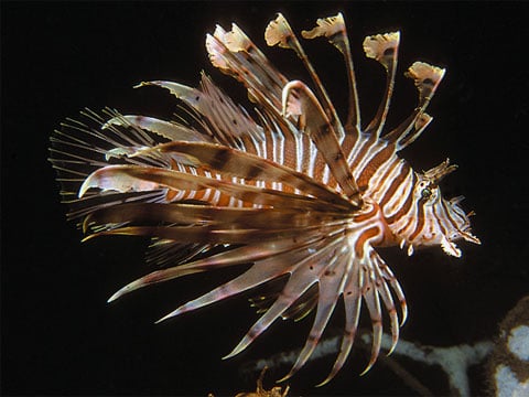 Dnes se tato ryba jmenuje Pterois…, kde se místo "…" brzy ocitne něčí polatinštěné jméno. Pokud byste chtěli, tak tohoto strašáka lidí (mimochodem jedovatého) pojmenují po vás. Vyvolávací cena – 250 tisíc dolarů.