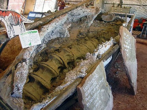 Futalognkosaurus dukei