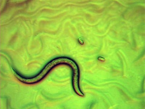 Caenorhabditis elegans