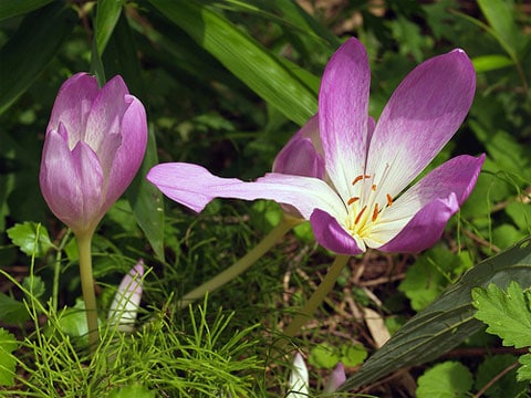 Ocún jesenní (Colchicum autumnale L., 1753), lidově naháček, je vytrvalá prudce jedovatá bylina z čeledi ocúnovité