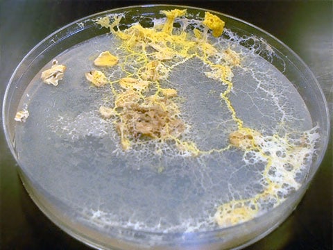 jednobuněčná hlenka Physarum polycephalum