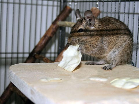 Osmák degu (Octodon degus) je malý chilský hlodavec, lidově přezdívaný též chilská veverka. Jméno osmák má původ ve tvaru žvýkacích plošek jeho stoliček, které tvarem připomínají osmičky.