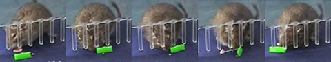 Jeden ze sledovaných degu při práci