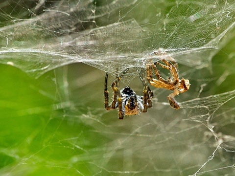 Cyrtophora citricola - cyrtofora opunciová