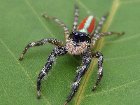 Skákavkovití (Salticidae) jsou čeledí pavouků, spadají do nadčeledi Salticoidea. Na světě je známo kolem 5000 druhů skákavek o délce těla 2 - 18mm. V ČR žije něco málo před 70 druhů, většina z nich má malé rozměry.
