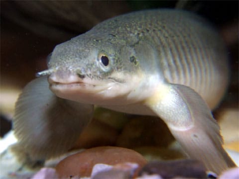 Přirozené brnění bichira senegalského (Polypterus senegalus)