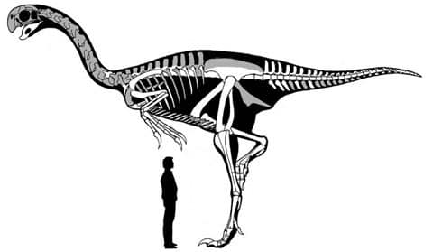 Zatímco otázka, zda majitel ohromné siluety je jedním z prvních ptáků nebo ptákům podobný dinosaurus, je už vyřešena. Přesto fakt zůstává faktem: toto stvoření je největší pro vědu známých majitelů peří.