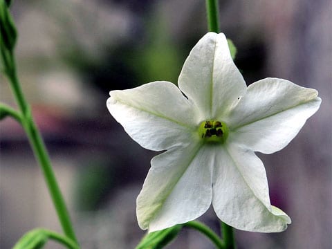 Nicotiana alata (tabák křídlatý) pochází z Brazílie, kde roste jako trvalka. Vyšlechtěné odrůdy jsou nižší než původní druh, dosahují maximálně čtyřiceti centimetrů. Mají větší a výraznější květ v barvě bílé, růžové nebo červené. 