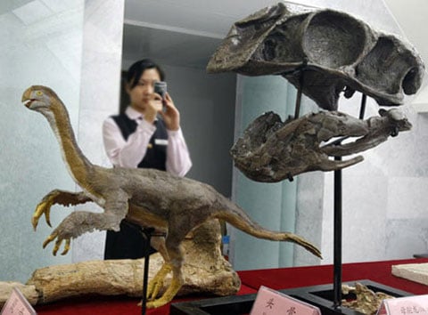 Lebka gigantoratora a  miniaturní rekonstrukce celého zvířete na výstavě, která probíhá tyto dny v Pekingu.