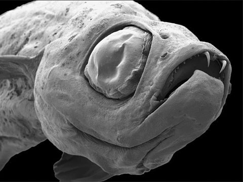 Danionella dracula. Biologové dospěli k závěru, že "tento nový druh představuje špičkový exemplář progenetické pedomorfózy pomocí heterochronních změn v kontextu s evolučním rozvojem morfologických inovací"