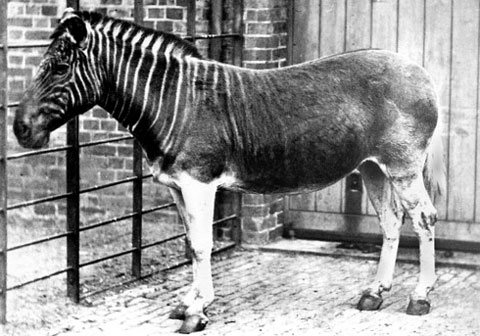Zebra quagga