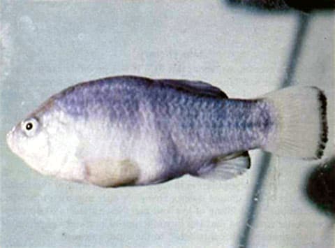 Cyprinodon nevadensis calidae