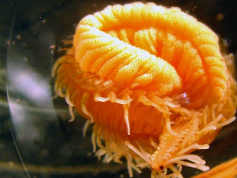příbuzný druh Odontosyllis phosphorea - Syllidae, žijící v tropických a subtropických oblastech v mělčinách u pobřeží