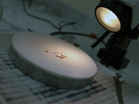 Octomilka obecná (Drosophila melanogaster), čeleď octomilkovití, řád dvoukřídlí (Diptera). Druhové jméno pochází z řečtiny a znamená "černobřichá". Drosophily, tzv. "banánové" nebo "ovocné mušky", jsou využívány jako laboratorní zvířata nebo krmivo, ale především jako nejrozšířenější modelové organismy v biologii a v genetických studiích, fyziologii a evoluční biologii.