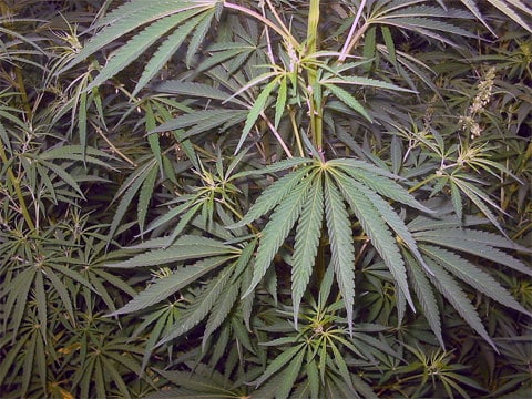 Konopí seté (Cannabis sativa L.) je teplomilná jednoletá dvoudomá rostlina z čeledi Cannabaceae původem ze střední Asie (Moudrý a Strašil, 1996). Kulturní druh se tradičně využívá jako olejnina a rostlina přadná, zařazuje se i mezi energetické plodiny. V zahraničí se ekologicky pěstují povolené odrůdy s garantovaným nízkým obsahem omamných látek, v Česku zatím chybí praktické zkušenosti.