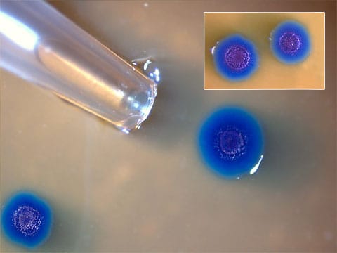 Kolonie bakterií Mycoplasma mycoides, které byli dříve bakteriemi Mycoplasma capricolum