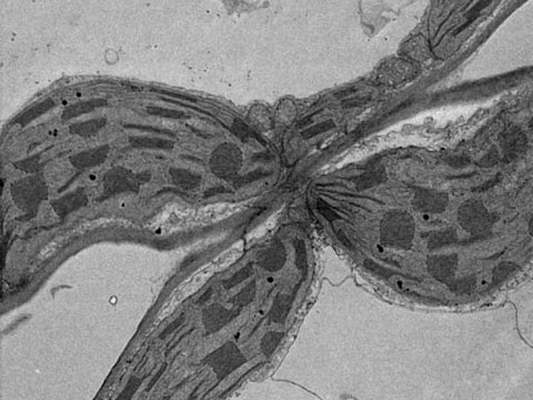 Nicotiana tabacum - řez listem (Chloroplasty a Mitochondrie)