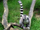 Lemur kata (lat. Lemur catta) patří do řádu primátů, je lemur endemitem ostrova Madagaskar. Je nejrozšířenějším druhem na tomto ostrově. Lemur kata (lat. Lemur catta) patří do řádu primátů, je lemur endemitem ostrova Madagaskar. Je nejrozšířenějším druhem na tomto ostrově.
