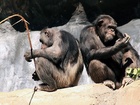 Šimpanz (Pan) je rod hominidních primátů blízce příbuzných člověku Šimpanz (Pan) je rod hominidních primátů blízce příbuzných člověku