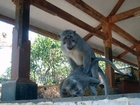 Makak dlouhoocasý, Macaca fascicularis Makak dlouhoocasý, Macaca fascicularis