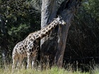 Žirafa (Giraffa camelopardalis) je mohutný sudokopytník, v současnosti nejvyšší ze všech suchozemských živočišných druhů. Samci dosahují velikosti od 4,8 až do 5,5 metru a váží až 900 kilogramů (rekordní jedinec, zastřelený roku 1934 v Keni byl vysoký 5,87 metru a vážil zhruba 2000 kg). Samice jsou obecně trochu menší a lehčí. Žirafa (Giraffa camelopardalis) je mohutný sudokopytník, v současnosti nejvyšší ze všech suchozemských živočišných druhů. Samci dosahují velikosti od 4,8 až do 5,5 metru a váží až 900 kilogramů (rekordní jedinec, zastřelený roku 1934 v Keni byl vysoký 5,87 metru a vážil zhruba 2000 kg). Samice jsou obecně trochu menší a lehčí.