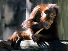V současnosti je zoologické zahradě v Lipsku osm orangutanů (sedm samic a jeden samec), ale vědci neupřesňují, zda se pokoušeli během experimentu pracovat i s jinými samičími jedinci. V současnosti je zoologické zahradě v Lipsku osm orangutanů (sedm samic a jeden samec), ale vědci neupřesňují, zda se pokoušeli během experimentu pracovat i s jinými samičími jedinci.